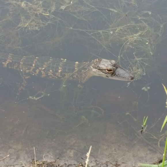 Meet your Posher, Steve - Picture 1 of 1